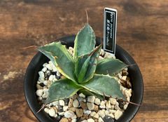 Agave/アガベ パラサナファイヤーボール/頼光錦 発根済 送料込み