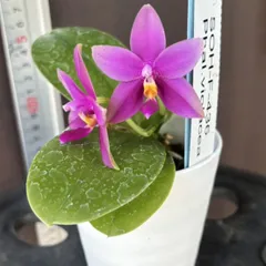 コ*ロ様 洋蘭　バンダ　2種2株　ハンギング 特選】 洋蘭 バンダ2株 ハンギング - メルカリ