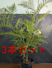 コウジ様専用出品　グレビレア　3本セット