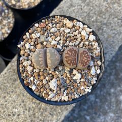 多肉植物 リトープス 2苗セット ①