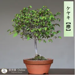 2023年最新】欅 盆栽の人気アイテム - メルカリ
