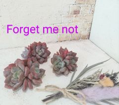 No.09 Forget me not