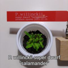 Platycerium (ビカクシダ)