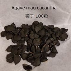 【種子100粒】アガベ・マクロアカンサ Agave macroacantha