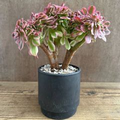 アエオニウム ピンクウィッチ 綴化 ① 黒ポット BPP ベンケイソウ科 アエオニウム属 Aeonium 現品 観葉植物 観葉 植物 珍奇植物 珍奇 珍しい レア 希少 インテリア 多肉植物 多肉  カクタス インテリア グリーン 斑入り 錦