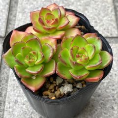 多肉植物 レティジア