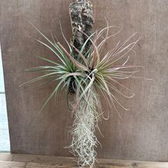★チランジア カピタータ・ チランジア 不明種 ・チランジア ウスネオイデス 3種コルク付け Tillandsia エアープランツ 現品 観葉植物 観葉 植物 珍奇植物 珍奇 ハンギング 吊るす 吊り下げ インテリア プレゼント 父の日
