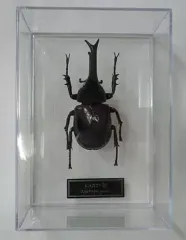 2025年最新】ディアゴスティーニ 世界の昆虫の人気アイテム - メルカリ