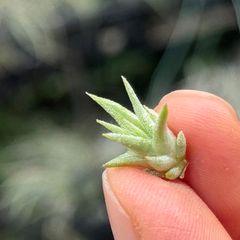 ミニ株＊ チランジア イオナンタ ヘッジホッグ T.I. Tillandsia ionantha Hedgehog T.I.＊エアプランツ＠フラワーショップ江口