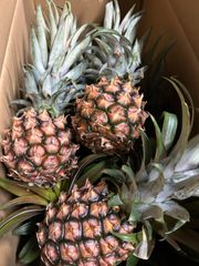 旬です！石垣島産　完熟小玉ピーチパイン　5キロ　8から14玉