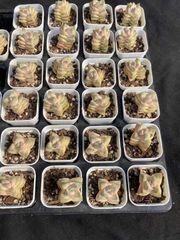 抜き苗 キノカワ錦 MY40×48株 ふっくら 多肉植物 エケベリア サボテン 韓国苗 新入荷