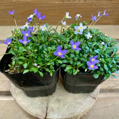 山野草　ひな草　青花　 2ポットset