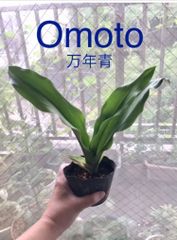万年青　オモト　ポット苗　約27cm