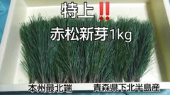 特上‼️　赤松新芽　1kg　天然　松葉　松葉茶　松葉ジュース