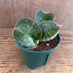 2025年最新】サンスベリア ドラゴンの人気アイテム - メルカリ