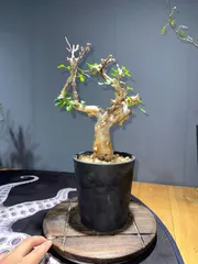 発根済み　コミフォラ　ピュア　カタフ コミフォラ・カタフ（ピュア）Commiphora kataf ( pure ) の発根