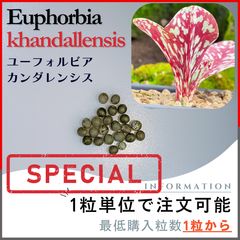 ユーフォルビア　カンダレンシス 種子3粒 種子】ユーフォルビア アンバリバトエンシス /セット割あり 数量