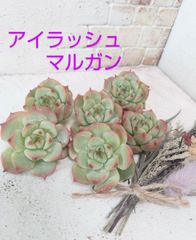 No.06　アイラッシュマルガン
