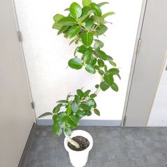 現品】フィカス・ベンガレンシス曲がり 観葉植物 高さ107◎ 樹形綺麗