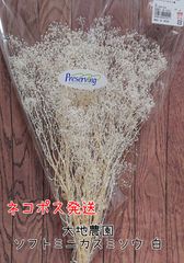 大地農園 ソフトミニカスミ草 白