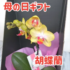 【黄色♪】ギフトボックス付きマイクロ胡蝶蘭　母の日ギフト　贈り物　プレゼント　花鉢　鉢植え　ガーデニング　イエロー　直送OK