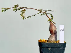 2025年最新】パキプス パワータンクの人気アイテム - メルカリ