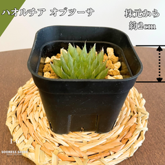【沖縄育ち】約2㎝ ハオルチア オブツーサ 多肉植物 かわいい 育てやすい 南国 1-6