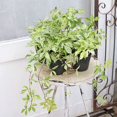 草花苗 斑入り アメリカヅタ 3号 つる性 落葉低木 丈夫 初夏に咲く 育てやすい