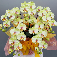 胡蝶蘭S/5F/ライトグリーン（造花）高約50×幅40　光触媒コーティング