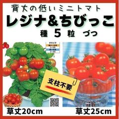 【ミニトマトの種】支柱不要！背丈の低いミニトマト「レジナ＆ちびっこ」種５粒づつ