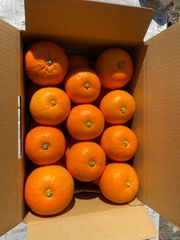 無農薬　橙　4キロ入り 20個