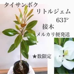 2024年最新】泰山木の花の人気アイテム - メルカリ