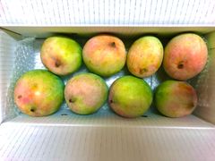 沖縄県産キーツマンゴー　4kg