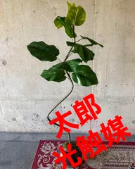 光触媒 人工観葉植物 ウォールグリーン フェイクグリーン くねくね