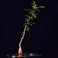 3T5 実生 オペルクリカリア・デカリー Operculicarya decaryi コーデックス 塊根植物 プレステラ90 オペルクリカリアデカリー