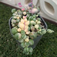 多肉植物セネシオ属 マーブルネックレス