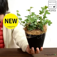 【お試し】 アイビー（ダックフット） 4号 プラスチック鉢 黒色 【ココファイバー】黒 ブラック アヒル あひる 家鴨 ダック フ