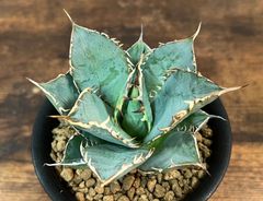 Agave Titanota アガベ チタノタ厳竜/南覇王 強棘 美株！発根済み 送料込み