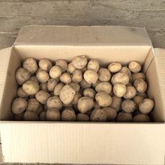 北海道産　農薬不使用　じゃがいも小さめ　10キロ