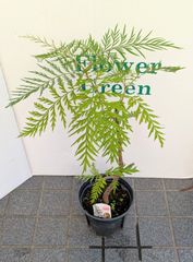 【在庫処分品】グレビレア ロブスタ　人気種　ドライフラワー