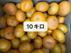 訳あり農薬不使用❗️みかん！10キロ甘くて美味しい‼️北海道東北各県沖縄発送不可