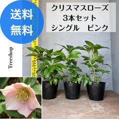 クリスマスローズ 3本セット 【送料無料】シングル ピンク 生花 苗木 15ｃｍポット苗 高さ0.3ｍ 幅0.2ｍ