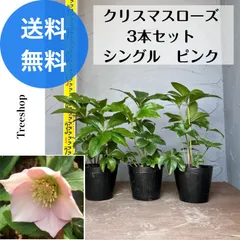 2025年最新】クリスマスローズ 苗の人気アイテム - メルカリ