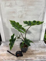 2025年最新】アロカシア ジャックリンの人気アイテム - メルカリ