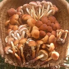 天然きのこ133　クリタケ、クリフウセンタケ1.1kg