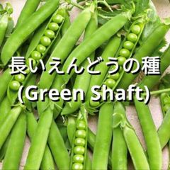 長いえんどう豆の種(自然栽培)(Green Shaft)