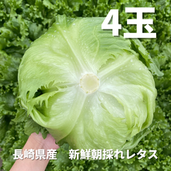 湧水レタス　４玉