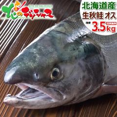 【予約/9月中旬(9月18日)頃～出荷予定】 北海道産 天然 生秋鮭 (オス/3.5kg/切り身加工なし/冷蔵品) 秋の味覚 生 天然物 さけ サケ しゃけ シャケ 秋サケ 秋シャケ アキサケ 鍋 鮭鍋 石狩鍋 ちゃんちゃんき 北海道 グルメ お取り寄せ