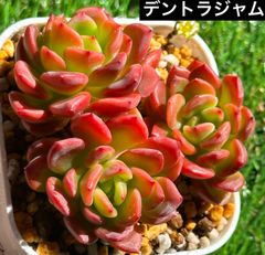 ルキちゃんの輸入苗韓国苗多肉植物お店 - メルカリShops ルキちゃんの輸入苗韓国苗多肉植物お店 - メルカリShops