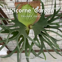 2025年最新】ビカクシダ e-1の人気アイテム - メルカリ